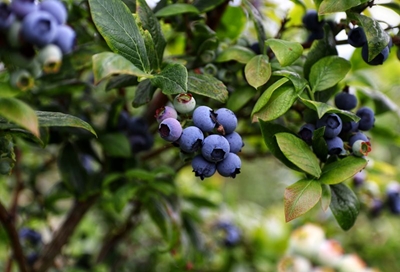 Surviving the troughs of the blueberry market