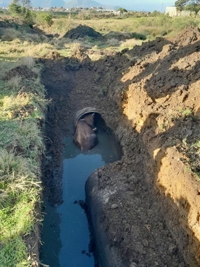 Cow saved from muddy ditch
