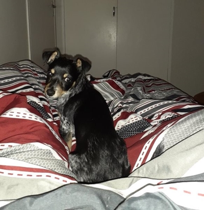Dog missing