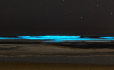 Magical glow lights up local beaches