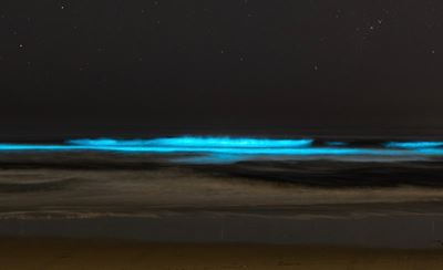 Magical glow lights up local beaches