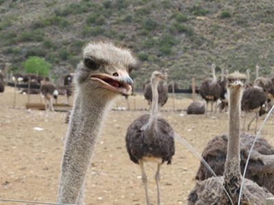 Oudtshoorn's wacky ostriches