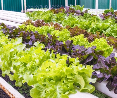 Food entrepreneur makes a difference with hydroponics 