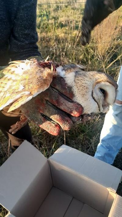  Family rescues barn owl