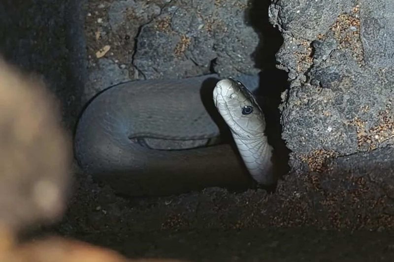 Black mamba caught after hiding in wall of house for weeks | George Herald