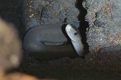 Black mamba caught after hiding in wall of house for weeks