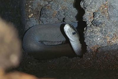 Black mamba caught after hiding in wall of house for weeks