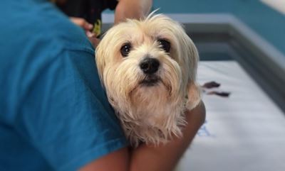 Annual Animal Rabies Welfare Day