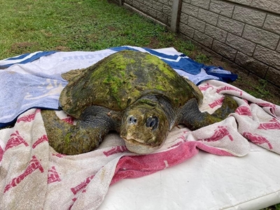 Rare turtle find ends in tragedy