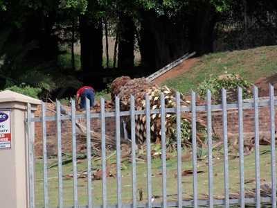 Second palm tree cut down in Santos