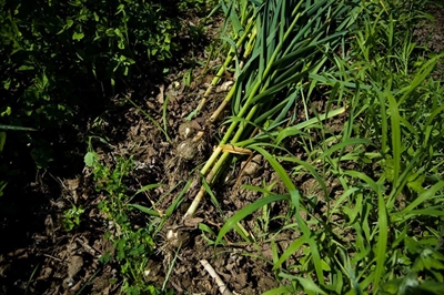 Growing garlic: a golden opportunity for SA farmers
