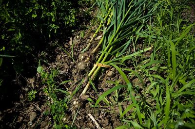 Growing garlic: a golden opportunity for SA farmers