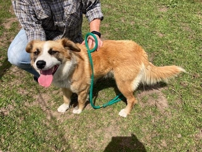Pets for adoption at SPCA