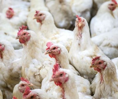 Highly pathogenic avian influenza outbreaks in South Africa 