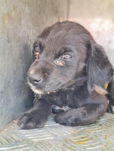 Distemper outbreak in Uniondale