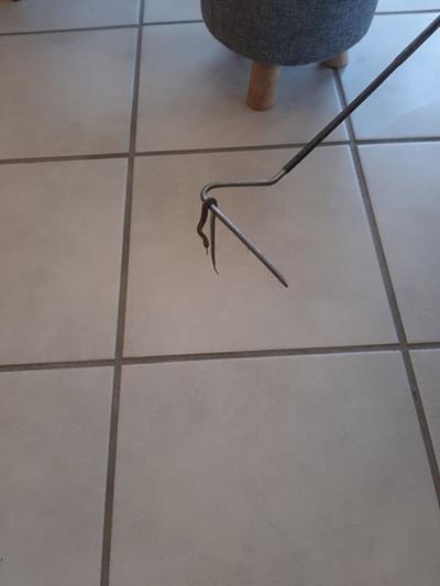 Skaapsteker jaag salon op hol