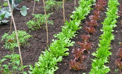 Time to plan your summer veggie garden