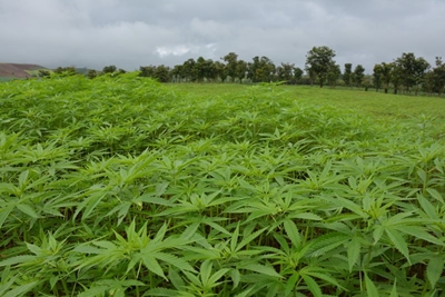 Cannabis can boost agriculture in Africa – report