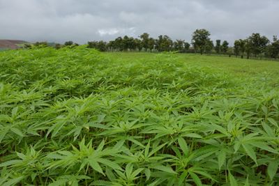 Cannabis can boost agriculture in Africa – report