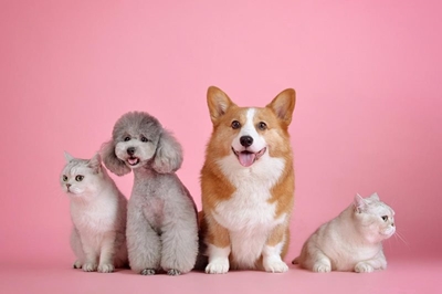 Petcare 101: Help animals live in a better environment