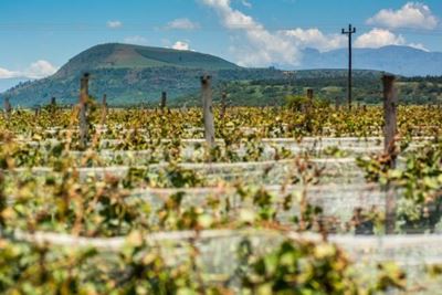 Winemakers open new African frontier with Dragon Mountain vines
