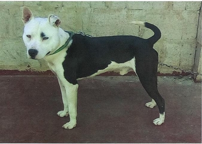 Help find missing dog