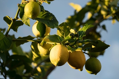 SA citrus exports set to increase 