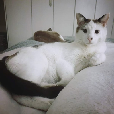 Cat missing