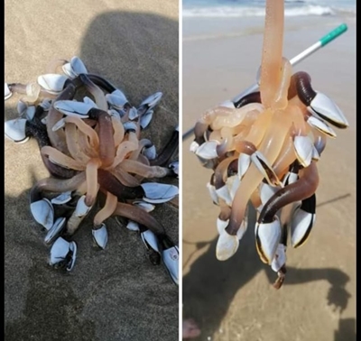 Vreemde vonds op strand