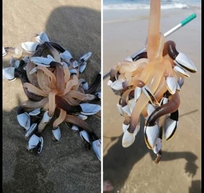 Vreemde vonds op strand