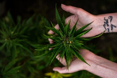 Anyone for weed?