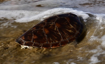 Green sea turtle set free