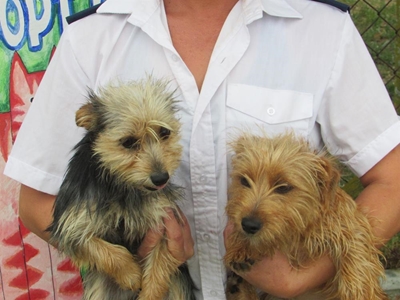 Adorable pets for adoption at SPCA