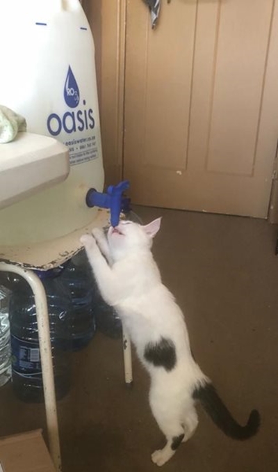 Graaff-Reinet kitten turns tap to quench thirst