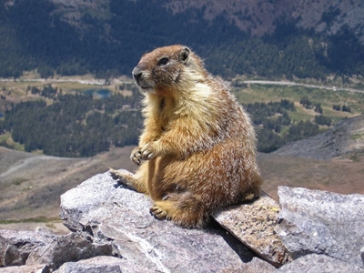 Couple dies of bubonic plague after eating raw marmot meat