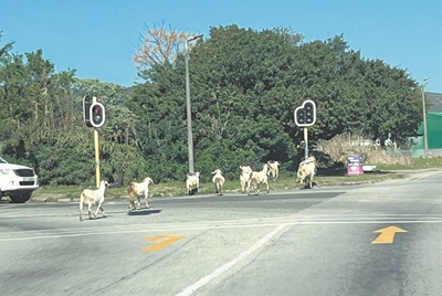 Knysna Municipality moves to enforce animal by-laws