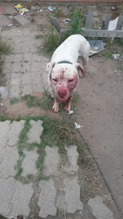 Beating the dog to 'save' the hog