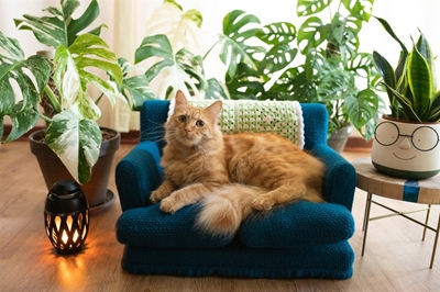 Your cat's nap just became more comfy