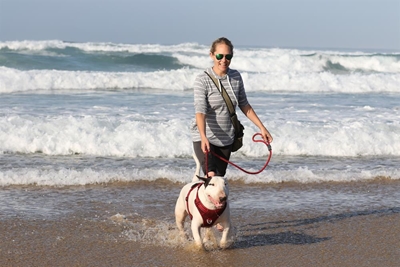 Dogs on beaches: What you need to know