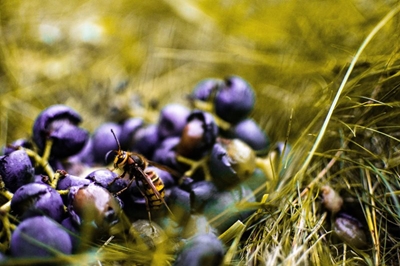 How honey bees help with Blueberries 