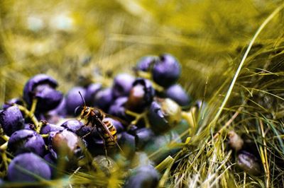 How honey bees help with Blueberries 