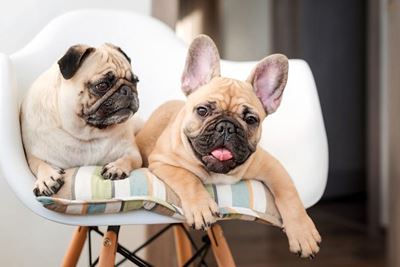 Design a pet-friendly home