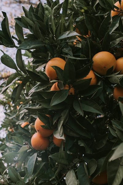 President Ramaphosa must urgently intervene in citrus crisis