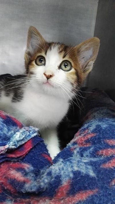 Adopt a pet from the SPCA