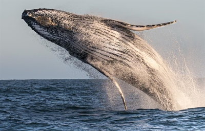 Whale whale whale, would you look at that