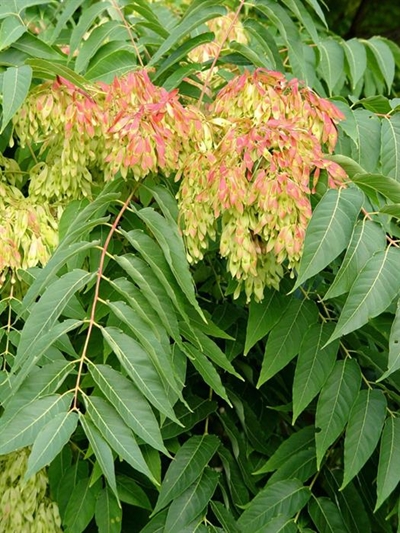 Tree of heaven – a devil in disguise