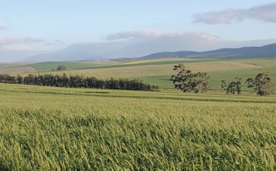 Expropriation law scuppers SA’s investment case - IRR