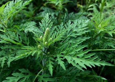 Highly allergenic ragweed invades SA