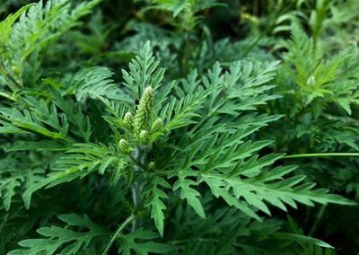 Highly allergenic ragweed invades SA