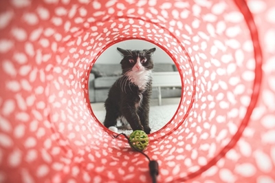 4 ways to keep your indoor cat mentally stimulated